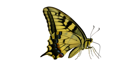 A vibrant yellow butterfly perched delicately on a flower, showcasing intricate wing patterns against a blurred garden backdrop