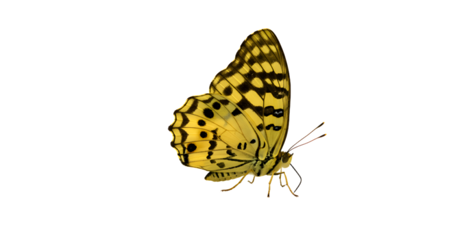 A vibrant yellow butterfly with black spots gracefully flutters in a serene garden, surrounded by blooming flowers and greenery - Powered by Adobe