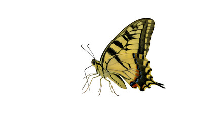 A vibrant yellow butterfly gracefully flutters against a clear background, showcasing its intricate wing patterns and delicate features