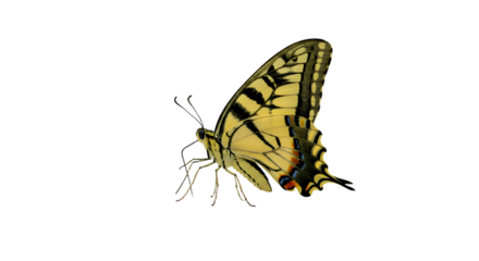 A vibrant yellow butterfly gracefully flutters against a clear background, showcasing its intricate wing patterns and delicate features