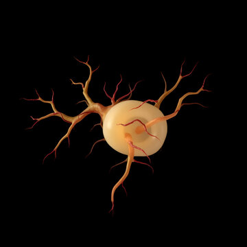Embryology. Allantois (allantoises) - a vascular, extraembryonic membrane of birds, reptiles, and certain mammals that develops as a sac or diverticulum from the ventral wall of the hindgut.