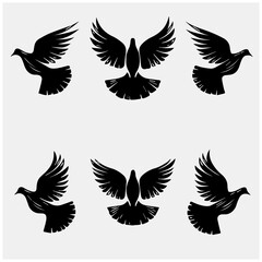 Black and white beutiful birds108