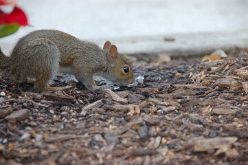 A gray squirrel sniffs the ground covered with wood chips, captured in a natural setting with a...