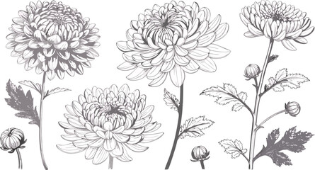 set of flowers Elegant chrysanthemum line art vector collection minimal floral illustrations perfect for prints, tattoos, decor, and botanical designs.