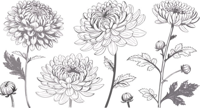set of flowers Elegant chrysanthemum line art vector collection minimal floral illustrations perfect for prints, tattoos, decor, and botanical designs.