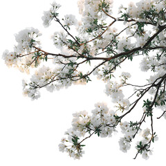 Obraz premium Tree branch flower Photo Overlays Summer spring 