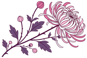 Delicate Chrysanthemum Drawing