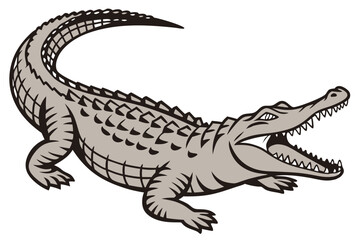 Crocodile Minimalist White Design