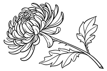 Chrysanthemum Bloom on White