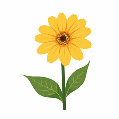 Fototapeta premium Yellow sunflower with green leaves on white background 
