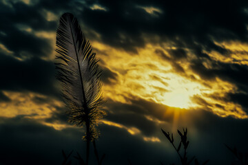 A dramatic, captivating sky filled with dark storm clouds creates the backdrop for a delicate, elegant feathered silhouette.