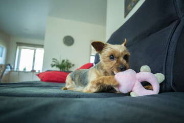 A Yorkshire Terrier is lying on a dark gray sofa, playing with a small pink stuffed toy. The dog...