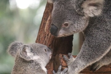 A tender moment between a mother Koala and her baby © Dibyasree