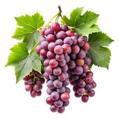 Fototapeta premium grapevines isolated