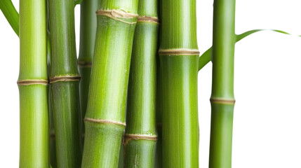 Tall green bamboo stalks with dense lush forest background isolated on white background