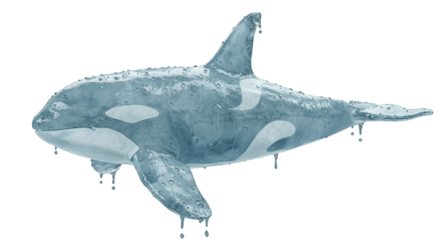 Icy orca: a stunning image of a killer whale sculpted from transparent ice