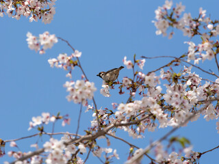 桜の木にとまるスズメ