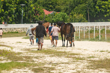 East sumba, Indonesia – 06. 16. 2025 – Trained by skilled handlers, the majestic Sumba horses...