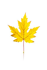Fototapeta premium maple leaf isolated on white background with reflection and shadow