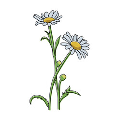 Vector illustration of white daisy flowers with green stems. Simple and clean design, perfect for decoration, card design, and spring or nature-themed graphic elements.