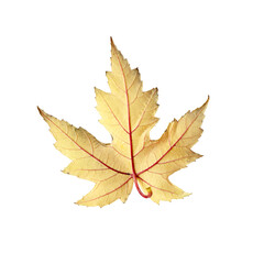 Fototapeta premium maple leaf isolated on white background with reflection and shadow