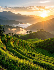 terraced rice field in Vietnam at sunrise, sunrays from hills with clouds, scenic grass field view