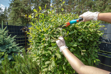 process of trimming a green bush in the garden. hands of a person in white gardening gloves are...