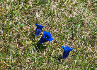 Blauer Enzian auf Alm Wiese Alpenwiese