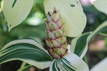Tropical flowers and plants are brightly colored, and the shapes of their flowers and patterns of...