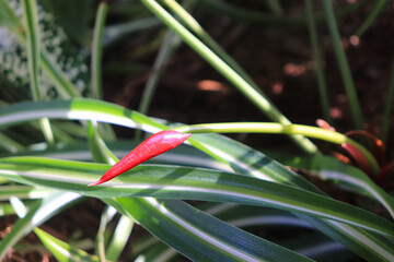 Tropical flowers and plants are brightly colored, and the shapes of their flowers and patterns of...