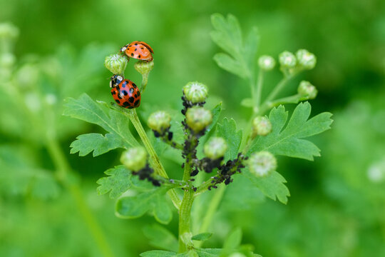 Black bean aphids plant infestation.  Ladybug hunting for aphids. Lady bug pesticide free biological pest control through natural enemies. Beneficial insects.  Asian lady beetle.