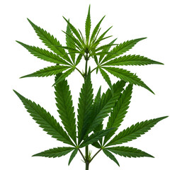 Fresh Marijuana Leaf Illustration, Isolated on White or Transparent Background