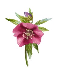 Beautiful pink hellebore flower with lush green leaves captured in a tranquil natural setting