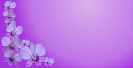 composition of empty space and vector image of purple violet orchid flower