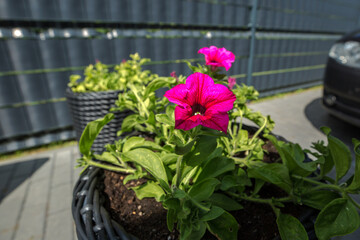 Bright pink petunia flowers growing in a wicker flower pot. The petals of the flower are a rich...