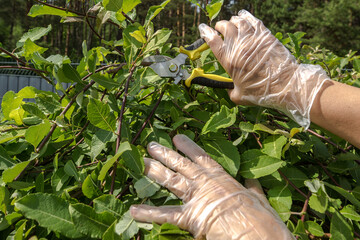 process of trimming a green bush in the garden. hands of a person in white gardening gloves are...