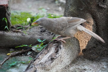 Yellow-billed Babbler (Argya affinis), also known White-headed Babbler in closeup