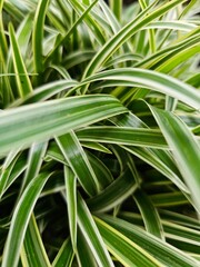 Close-up of lush green spider plant leaves with white stripes, forming a dense and vibrant natural texture.