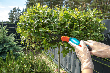 process of trimming a green bush in the garden. hands of a person in white gardening gloves are...