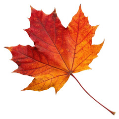 Obraz premium Vibrant red and orange maple leaf isolated on a clean white background showcasing autumn's beauty and seasonal change