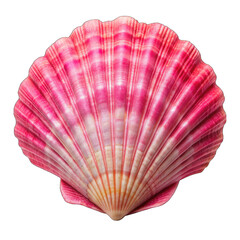 Isolated pink scallop shell close up view