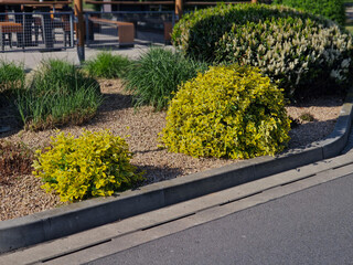 is an evergreen shrub native to China, forms a compact ground cover, and climbs over a trellis or...