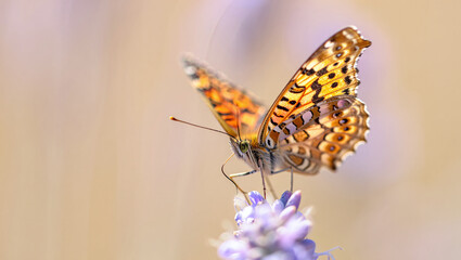 Fototapeta premium Spectacular Close-up of a Butterfly on Lavender Flower