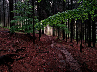spruce monoculture desert is popular with mushroom pickers. the only undergrowth is mosses, which...