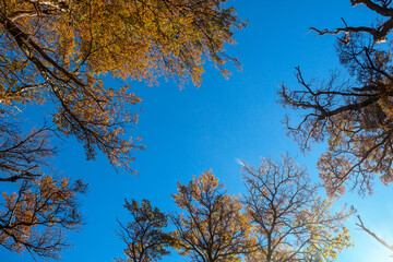 Autumn tree