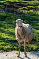 Obraz premium In image, a woolly sheep stands on dirt path surrounded by green grass and patches of earth. Sheep to be in rural, pastoral setting.