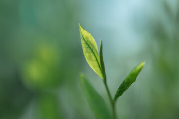 茶葉・茶畑・新茶