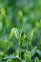 茶葉・茶畑・新茶