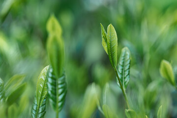 茶葉・茶畑・新茶