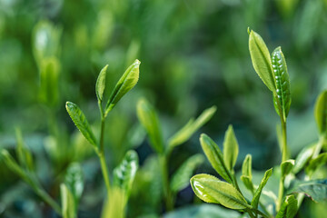 茶葉・茶畑・新茶